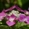 信州もようやく紫陽花が満開です