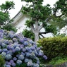 紫陽花と城郭