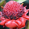 聖火の華