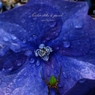 Color like a jewel