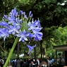 チボリ公園（コペンハーゲン）のアガパンサス