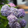 P6140027