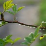 写真歌：雨上がり２