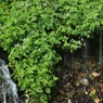 白骨温泉の湧き水