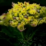 Yellow hydrangea and raindrops