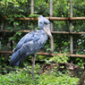 「青空」木靴の様なハシビロコウ！