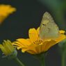 野の花にモンキチョウ　　DSC_9782