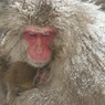 2011.1.16地獄谷3