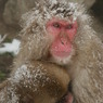 2011.1.16地獄谷4