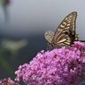 ブッドレアにナミアゲハ　　DSC_0046