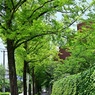 緑の歩道