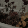 枯薔薇