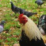 どーでもイイもの①　県鳥くん