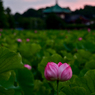 「日の出時の不忍池」