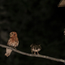 夜のコノハズク（赤色型）とコノハズクのペアと雛
