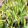 一方では、来年に備える者も