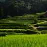 日本の原的風景。