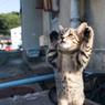 バンザイ