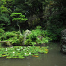 日本庭園　盛夏