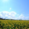 朝日を浴びる明野のひまわり