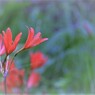 夏の原っぱ