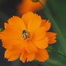 宇都宮の花と虫