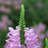 バラ園前の草木②
