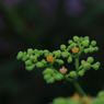 バラ園前の草木⑦