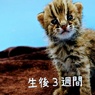 ツシマヤマネコ赤ちゃん②