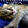 ツシマヤマネコ赤ちゃん③