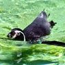 T・Tペンギン