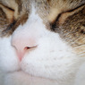 猫とminimalism