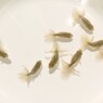 当歳魚 (1)