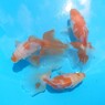 当歳魚 (2)