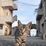おじさん、何持ってるのかニャ？
