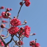紅梅と青空