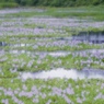 7月の池　１