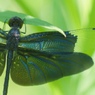 Deep Green