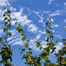夏空１