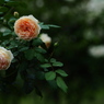 薔薇の葉