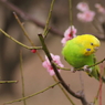 春の色