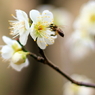 Spring_0002