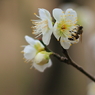 Spring_0001