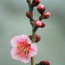 Spring_00038
