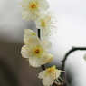 Spring_0005