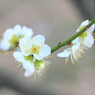 Spring_00043