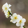 Spring_0019