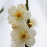 Spring_0022
