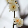 Spring_0023