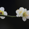 Spring_0024